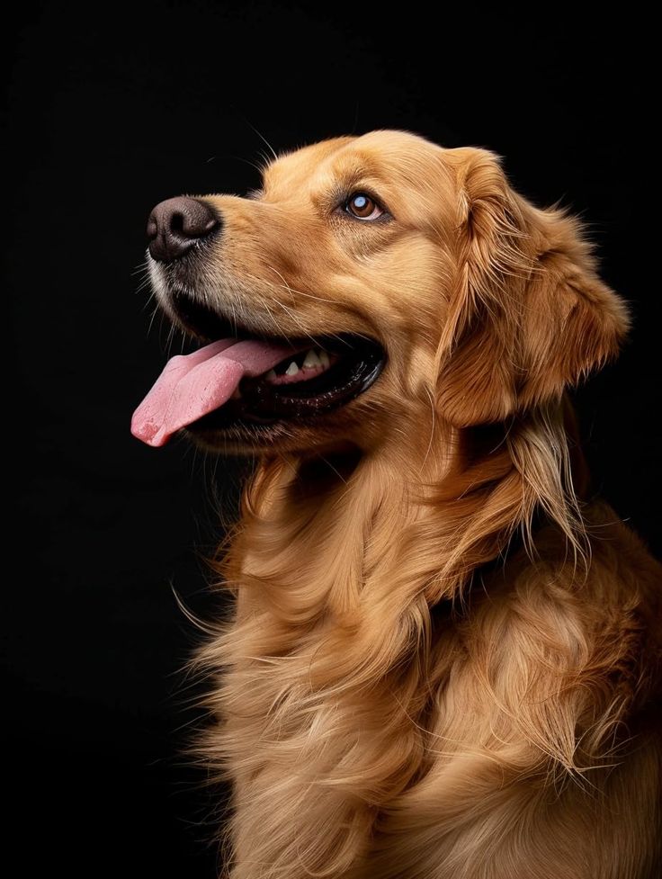 Un golden retriever avec un pelage doré, regardant vers le haut, assis sur un fond noir.