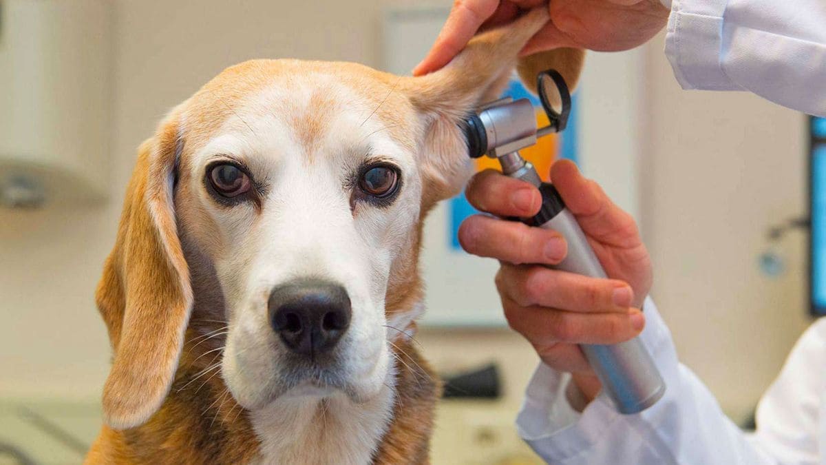 Les otites chez le chien : causes, symptômes et prévention